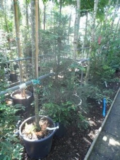 Kustmammoetboom (Sequoia Sempervirens) -Aanbiedingen Groene Hekken Winkel sequoia sempervirens 125 150 c20