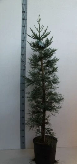 Mammoetboom (Sequoiadendron Giganteum) -Aanbiedingen Groene Hekken Winkel sequoiadendrn gl glaucum125 150 cm co. 18l kopie 1