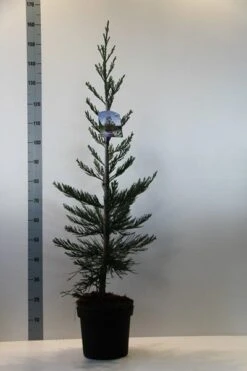 Mammoetboom (Sequoiadendron Giganteum) -Aanbiedingen Groene Hekken Winkel sequoiadendron gig. glaucum 80 100 c7.5