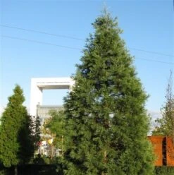 Kustmammoetboom (Sequoia Sempervirens) -Aanbiedingen Groene Hekken Winkel sequoiadendron giganteum 1