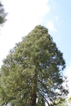 Mammoetboom (Sequoiadendron Giganteum) -Aanbiedingen Groene Hekken Winkel sequoiadendron giganteum 1 1