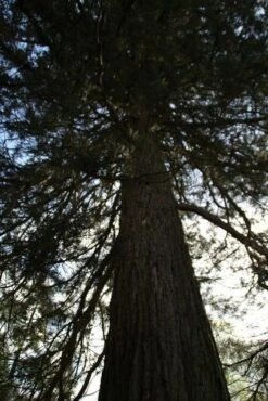 Mammoetboom (Sequoiadendron Giganteum) -Aanbiedingen Groene Hekken Winkel sequoiadendron giganteum 2