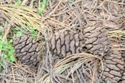 Mammoetboom (Sequoiadendron Giganteum) -Aanbiedingen Groene Hekken Winkel sequoiadendron giganteum 3