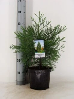 Mammoetboom (Sequoiadendron Giganteum) -Aanbiedingen Groene Hekken Winkel sequoiadendron giganteum c3 m 1
