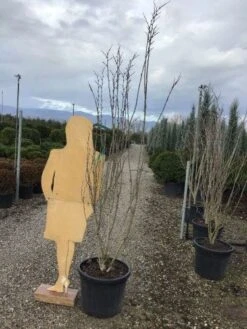 Chinese Judasboom (Cercis Chinensis 'Shirobana') -Aanbiedingen Groene Hekken Winkel shirobana200