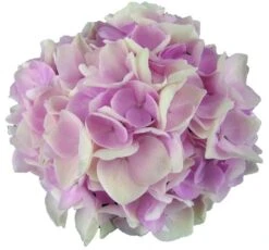 Hortensia Soft Pink Salsa (Hydrangea 'Music Collection') -Aanbiedingen Groene Hekken Winkel soft pink salsa 2