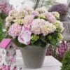 Hortensia Soft Pink Salsa (Hydrangea 'Music Collection') -Aanbiedingen Groene Hekken Winkel soft pink salsa 2