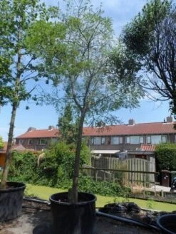 Japanse Pagodeboom (Sophora Japonica) 7 Japanse Pagodeboom (Sophora Japonica) -Aanbiedingen Groene Hekken Winkel sophora japonica 25 30ho c350