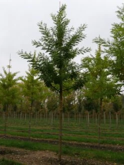 Grote Honingboom (Sophora Japonica 'Regent') -Aanbiedingen Groene Hekken Winkel sophora japonica regent 25 30 lv