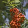 Gewone Lijsterbes (Sorbus Aucuparia) -Aanbiedingen Groene Hekken Winkel sorbus aucuparia