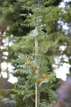 Gewone Lijsterbes (Sorbus Aucuparia) -Aanbiedingen Groene Hekken Winkel sorbus aucuparia02