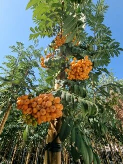 Gewone Lijsterbes (Sorbus Aucuparia) -Aanbiedingen Groene Hekken Winkel sorbus aucuparia 8 10 1