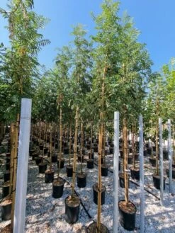 Gewone Lijsterbes (Sorbus Aucuparia) -Aanbiedingen Groene Hekken Winkel sorbus aucuparia 8 10 2