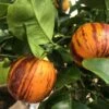 Sinaasappel (Citrus Sinensis 'Arcobal') -Aanbiedingen Groene Hekken Winkel sorte regenbogen orange arcobal 11