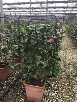 Camelia Als Leivorm (Camellia Japonica 'California') -Aanbiedingen Groene Hekken Winkel spall 1