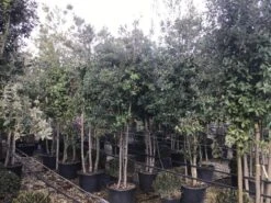 Steeneik Meerstammig (Quercus Ilex) -Aanbiedingen Groene Hekken Winkel steeneikmeerstam01 1