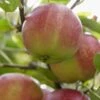 Lei-Appel (Malus Domestica 'Sterappel') -Aanbiedingen Groene Hekken Winkel sterappel