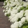 Hortensia (Hydrangea 'Strong Annabelle') 1 Hortensia (Hydrangea 'Strong Annabelle') -Aanbiedingen Groene Hekken Winkel strong annabelle 10 1