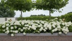 Hortensia (Hydrangea 'Strong Annabelle') -Aanbiedingen Groene Hekken Winkel strong annabelle 11 1