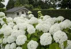 Hortensia (Hydrangea 'Strong Annabelle') -Aanbiedingen Groene Hekken Winkel strong annabelle 2 1