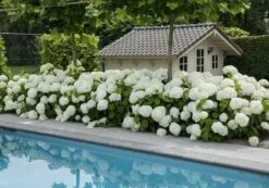 Hortensia (Hydrangea 'Strong Annabelle') -Aanbiedingen Groene Hekken Winkel strong annabelle 5 1
