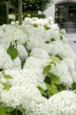 Hortensia (Hydrangea 'Strong Annabelle') -Aanbiedingen Groene Hekken Winkel strong annabelle 9 1