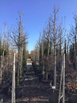 Nieuwe uitgaven -Aanbiedingen Groene Hekken Winkel susanalsboom16 18 2