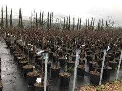 Nieuwe uitgaven -Aanbiedingen Groene Hekken Winkel susanopstam