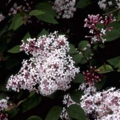 Sering (Syringa Microphylla 'Superba') -Aanbiedingen Groene Hekken Winkel symsuper 10
