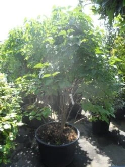 Sering (Syringa Vulgaris 'Michel Buchner') -Aanbiedingen Groene Hekken Winkel syringa vulgaris michel buchner 150 175 c90