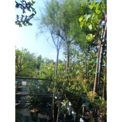 Tamarisk Als Boom (Tamarix Gallica) 8 Tamarisk Als Boom (Tamarix Gallica) -Aanbiedingen Groene Hekken Winkel tamarisk tamarix gallica 32085999 ccb 1