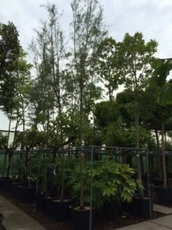 Tamarisk Als Boom (Tamarix Tetrandra) 11 Tamarisk Als Boom (Tamarix Tetrandra) -Aanbiedingen Groene Hekken Winkel tamarisk 121416cm 2