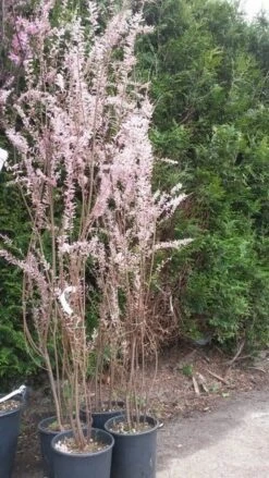 Tamarisk (Tamarix Ramosissima) -Aanbiedingen Groene Hekken Winkel tamarisk 2