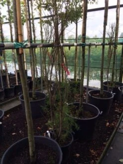Tamarisk (Tamarix Ramosissima) -Aanbiedingen Groene Hekken Winkel tamarisk 3