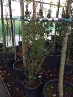 Tamarisk (Tamarix Ramosissima) -Aanbiedingen Groene Hekken Winkel tamarisk 4