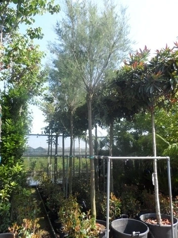 Tamarisk Als Boom (Tamarix Tetrandra) 8 Tamarisk Als Boom (Tamarix Tetrandra) - Afbeelding 6