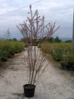 Tamarisk (Tamarix Ramosissima) -Aanbiedingen Groene Hekken Winkel tamarix c20