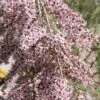 Tamarisk Als Boom (Tamarix Gallica) -Aanbiedingen Groene Hekken Winkel tamarix gallica 1