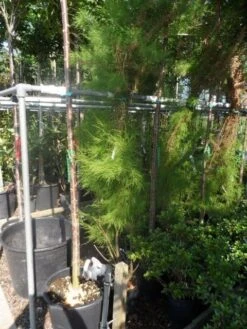 Tamarisk (Tamarix Ramosissima) -Aanbiedingen Groene Hekken Winkel tamarix ramosissima 150 175 c20