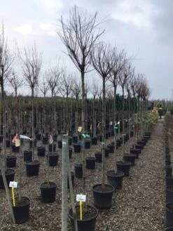 Tamarisk Als Boom (Tamarix Gallica) 9 Tamarisk Als Boom (Tamarix Gallica) -Aanbiedingen Groene Hekken Winkel tamarixgallica01 1