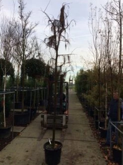 Moerascipres (Taxodium Distichum 'Nutans') -Aanbiedingen Groene Hekken Winkel taxodium dis. nutans