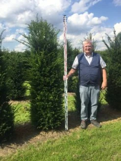 Grote Venijnboom (Taxus Baccata) -Aanbiedingen Groene Hekken Winkel taxus 200225 x 5060 1 2