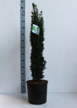Zuiltaxus (Taxus Baccata 'Fastigiata Robusta') 16 Zuiltaxus (Taxus Baccata 'Fastigiata Robusta') -Aanbiedingen Groene Hekken Winkel taxus b fastigiata robusta 80 100 cm co. 12l kopie 2