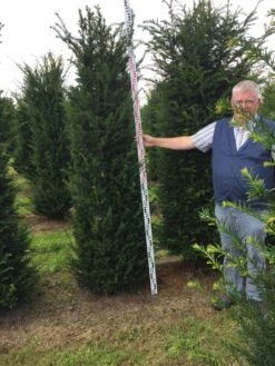 Grote Venijnboom (Taxus Baccata) -Aanbiedingen Groene Hekken Winkel taxus baccaata 225250x5060 1