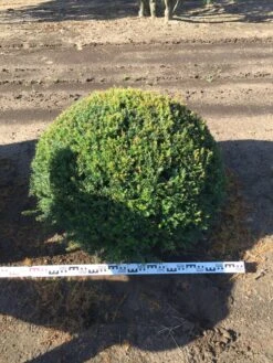 Grote Taxusbol (Taxus Baccata) 20 Grote Taxusbol (Taxus Baccata) -Aanbiedingen Groene Hekken Winkel taxus baccata 100 cm platte bol drkl 1