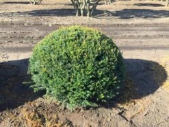 Grote Taxusbol (Taxus Baccata) -Aanbiedingen Groene Hekken Winkel taxus baccata 100 cm platte bol drkl 2 1