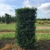 Taxus Als Haagelement (Taxus Baccata) 1 Taxus Als Haagelement (Taxus Baccata) -Aanbiedingen Groene Hekken Winkel taxus baccata 125x60x60 1 1