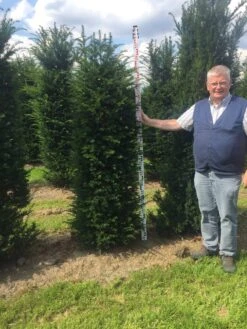 Grote Venijnboom (Taxus Baccata) -Aanbiedingen Groene Hekken Winkel taxus baccata 180200 x 50 60 1 3
