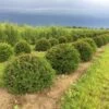 Grote Taxusbol (Taxus Baccata) -Aanbiedingen Groene Hekken Winkel taxus baccata 50 cm halve bol drkl 2