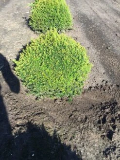 Grote Taxusbol (Taxus Baccata) 14 Grote Taxusbol (Taxus Baccata) -Aanbiedingen Groene Hekken Winkel taxus baccata 60 cm platte bol drkl 1